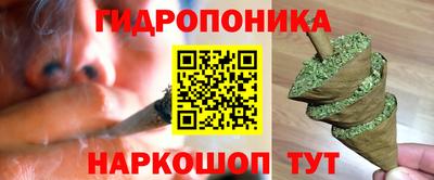 крисы Кингисепп