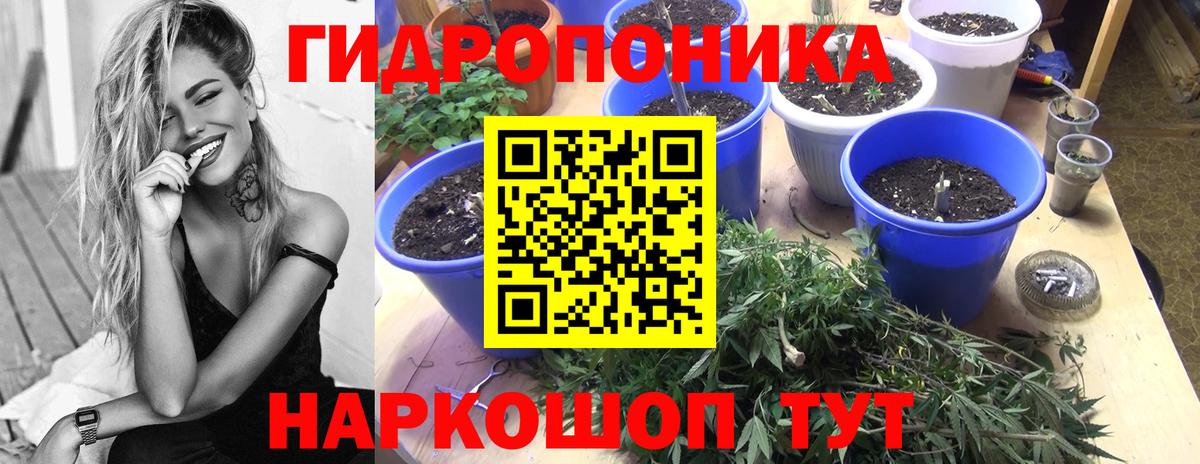 Бошки марихуана гибрид  Конопля семена  МАРИХУАНА план  Каннабис LSD WEED  Вологда 